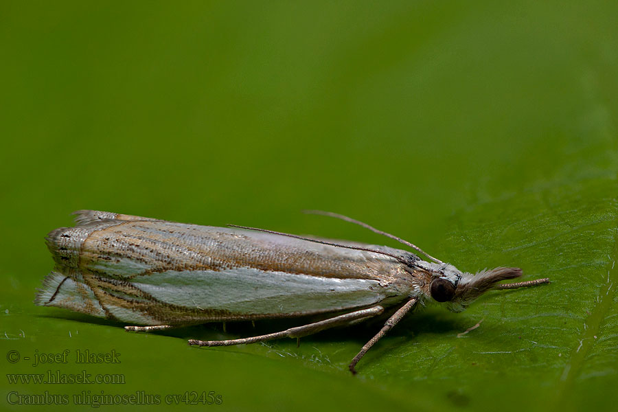 Crambus uliginosellus