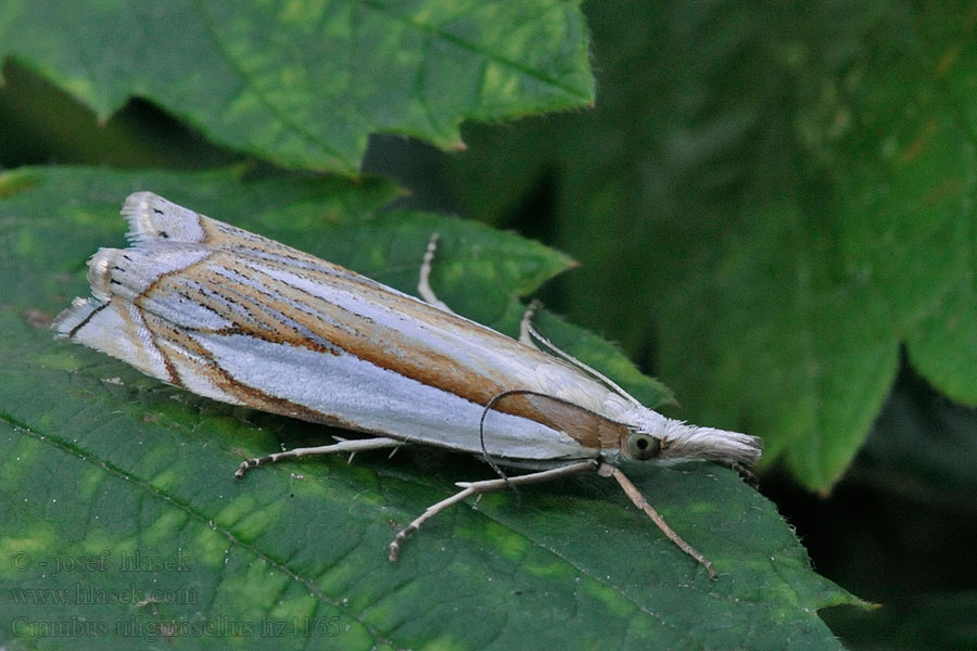 Crambus uliginosellus Trávovec rašeliniskový Biezengrasmot