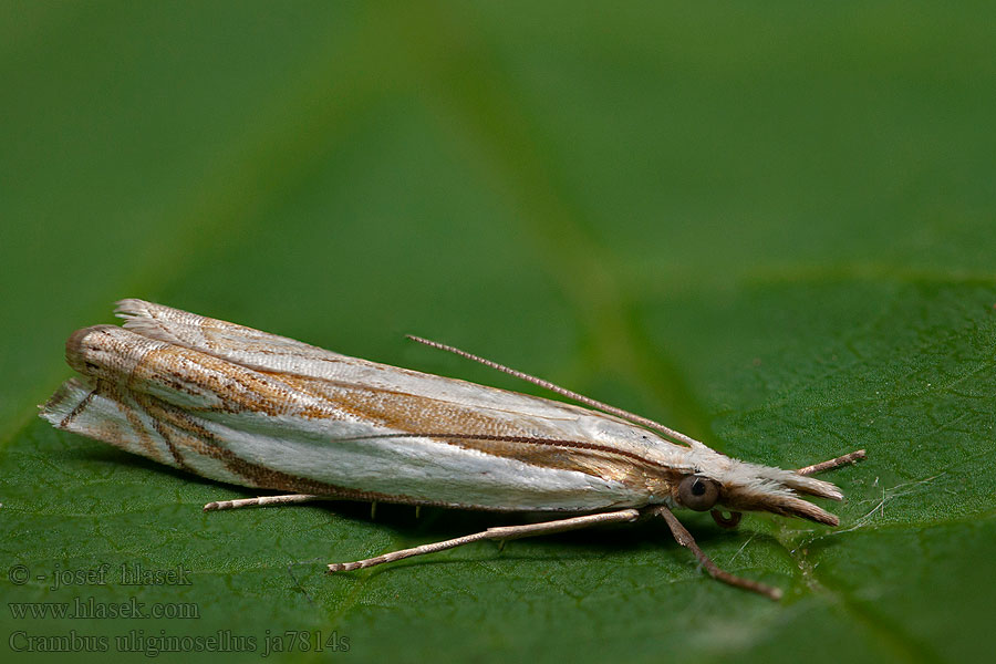 Crambus uliginosellus