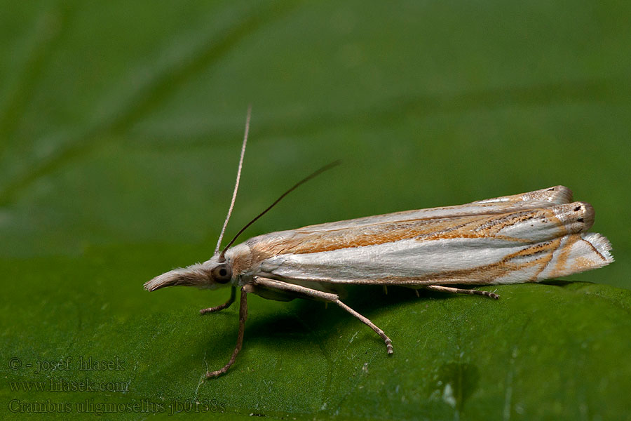 Crambus uliginosellus