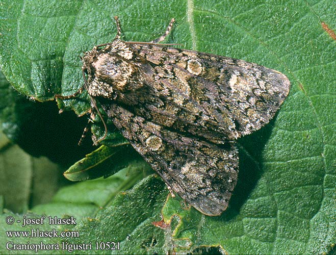 Craniophora ligustri Coronet Ligustereule Šípověnka jasanová Troënière Ligusterugle Saarniyökkönen Schedeldrager Ligustrinis strėlinukas Askekveldfly Mramorovka vtáčizobová Ligusterfly Fagyalbagoly Стрельчатка бирючинная Совка бирючная 