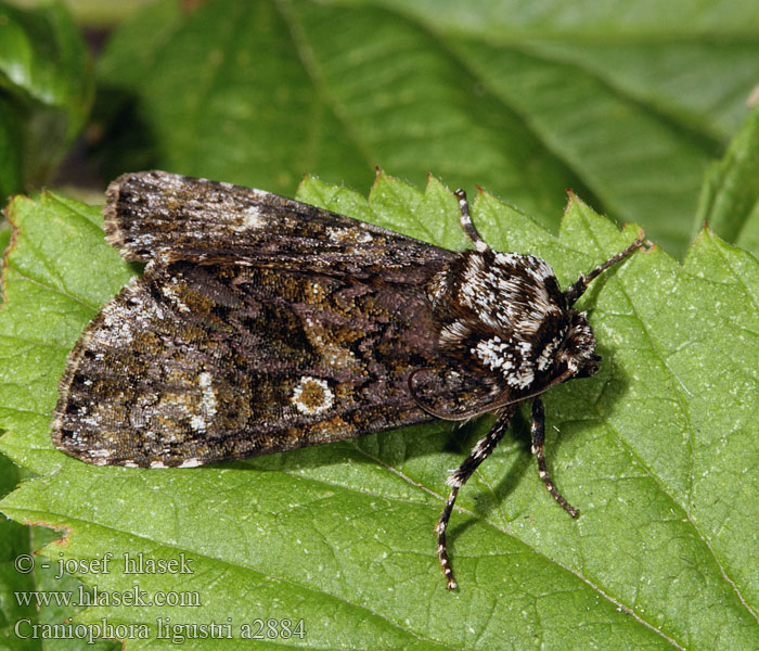 Troënière Ligusterugle Saarniyökkönen Schedeldrager Ligustrinis strėlinukas Askekveldfly Mramorovka vtáčizobová Ligusterfly Fagyalbagoly Стрельчатка бирючинная Совка бирючная Craniophora ligustri Coronet Ligustereule Šípověnka jasanová