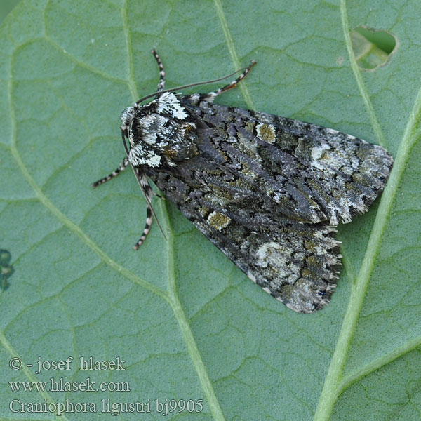 Mramorovka vtáčizobová Ligusterfly Fagyalbagoly Стрельчатка бирючинная Совка бирючная Craniophora ligustri Coronet Ligustereule Šípověnka jasanová Troënière Ligusterugle Saarniyökkönen Schedeldrager Ligustrinis strėlinukas Askekveldfly