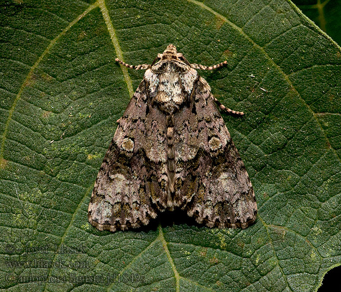 Coronet Ligustereule Šípověnka jasanová Craniophora ligustri