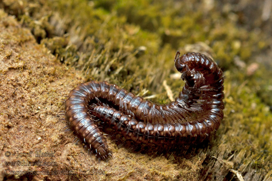 Craspedosoma rawlinsii Skvrněnka pestrá