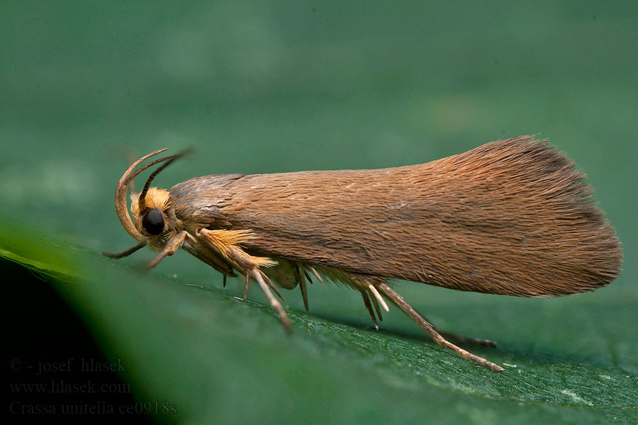 Crassa unitella Zwamboorde