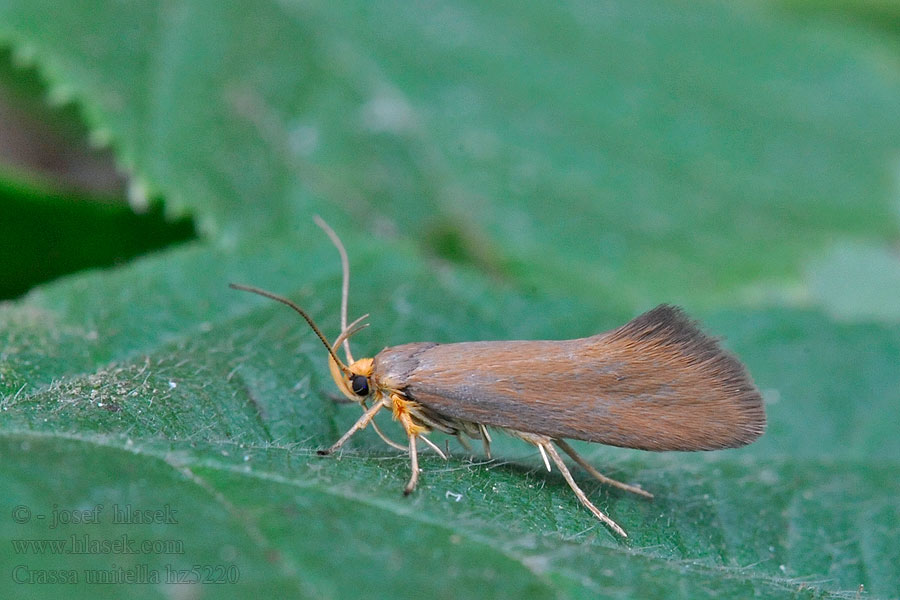 Crassa unitella Gulstjärtad brunpraktmal