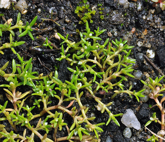 Crassula aquatica Tillaea Тиллея водная Tučnolist vodný