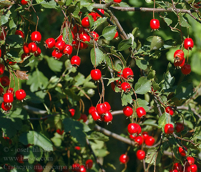 Crataegus macrocarpa Hloh velkoplodý