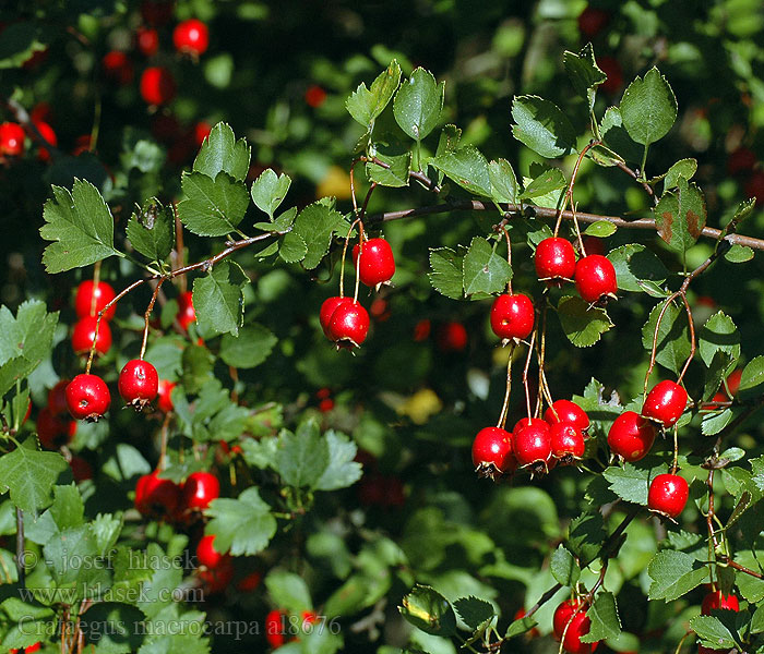 Crataegus macrocarpa Großfrüchtige Weißdorn