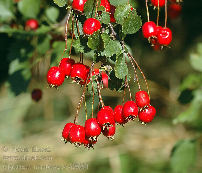 Crataegus macrocarpa Głóg wielkoowockowy