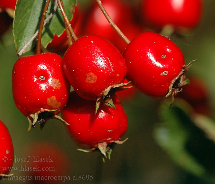 Crataegus macrocarpa Aubépine gros fruits