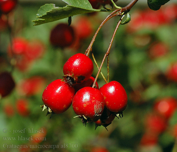 Crataegus macrocarpa Боярышник