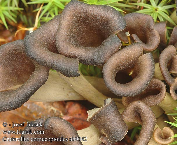 Craterellus cornucopioides Stroček trubkovitý Trompeta muertos Mustatorvisieni Trombitagomba Lejkowiec dęty Svart trumpetsvamp Herbsttrompete Totentrompete Trompette morts Lievik trúbkovitý Horn Plenty Stor trompetsvamp Hoorn overvloed クロラッパタケ Svart trompetsopp Trâmbiţa piticilor Вороночник рожковидный воронковидный кратереллус рожковидный лисичка серая Črna trobenta Crna truba