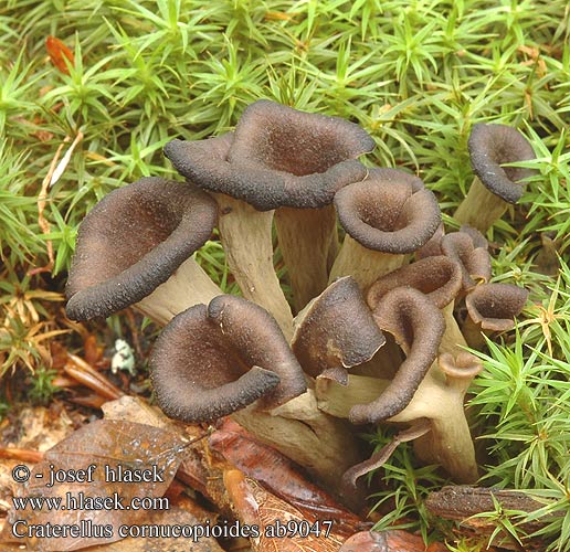 Craterellus cornucopioides ab9047