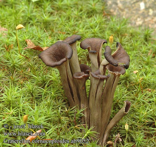 Craterellus cornucopioides Lejkowiec dęty Svart trumpetsvamp Herbsttrompete Totentrompete Trompette morts Lievik trúbkovitý Horn Plenty Stor trompetsvamp Hoorn overvloed クロラッパタケ Svart trompetsopp Trâmbiţa piticilor Вороночник рожковидный воронковидный кратереллус рожковидный лисичка серая Črna trobenta Crna truba Stroček trubkovitý Trompeta muertos Mustatorvisieni Trombitagomba