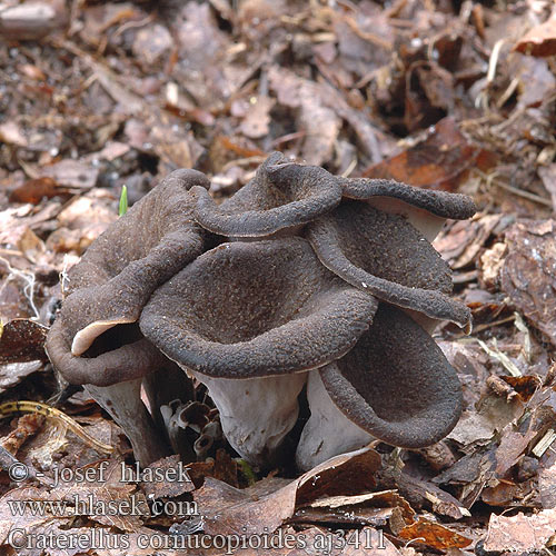 Craterellus cornucopioides Herbsttrompete Totentrompete Trompette morts Lievik trúbkovitý Horn Plenty Stor trompetsvamp Hoorn overvloed クロラッパタケ Svart trompetsopp Trâmbiţa piticilor Вороночник рожковидный воронковидный кратереллус рожковидный лисичка серая Črna trobenta Crna truba Stroček trubkovitý Trompeta muertos Mustatorvisieni Trombitagomba Lejkowiec dęty Svart trumpetsvamp