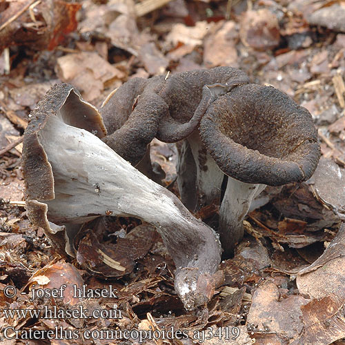 Craterellus cornucopioides Lievik trúbkovitý Horn Plenty Stor trompetsvamp Hoorn overvloed クロラッパタケ Svart trompetsopp Trâmbiţa piticilor Вороночник рожковидный воронковидный кратереллус рожковидный лисичка серая Črna trobenta Crna truba Stroček trubkovitý Trompeta muertos Mustatorvisieni Trombitagomba Lejkowiec dęty Svart trumpetsvamp Herbsttrompete Totentrompete Trompette morts