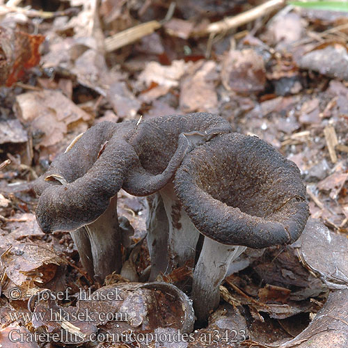 Craterellus cornucopioides クロラッパタケ Svart trompetsopp Trâmbiţa piticilor Вороночник рожковидный воронковидный кратереллус рожковидный лисичка серая Črna trobenta Crna truba Stroček trubkovitý Trompeta muertos Mustatorvisieni Trombitagomba Lejkowiec dęty Svart trumpetsvamp Herbsttrompete Totentrompete Trompette morts Lievik trúbkovitý Horn Plenty Stor trompetsvamp Hoorn overvloed