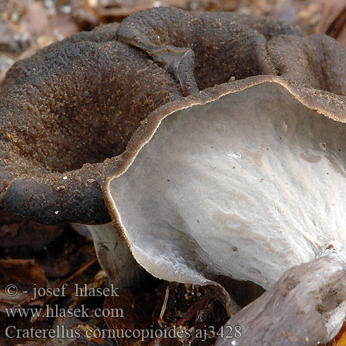 Craterellus cornucopioides aj3428