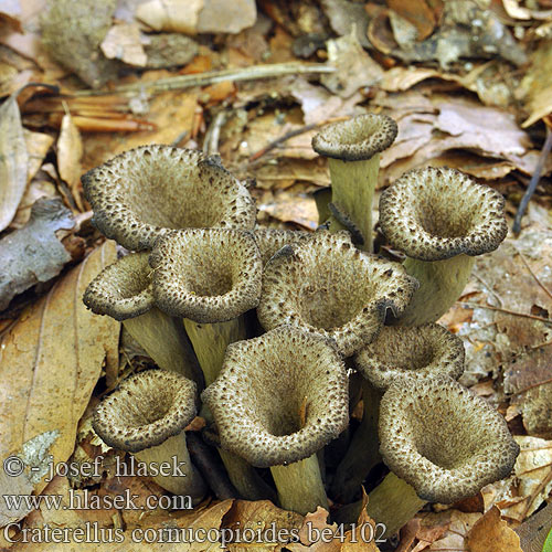 Craterellus cornucopioides be4102