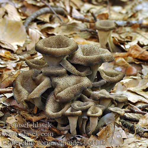 Craterellus cornucopioides be4103