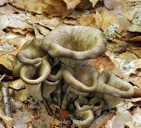 Craterellus cornucopioides be4117