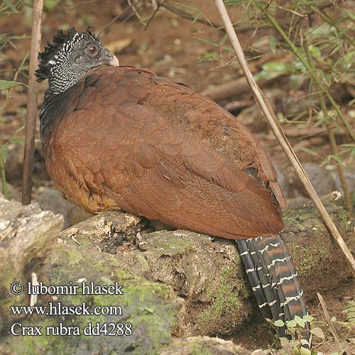 Crax rubra Hoko černý proměnlivý Stor Hokko Knopfschnabel Tuberkelhokko Central American Curassow Globose Great Mexican Hocofaisán Muitú Colorado Pajuíl Pavón Grande Norteño Hocofaisán Suurhoko Aarnihokko Grand Hocco Crace globicero Hocco maggiore オオホウカンチョウ Bruine Hokko Storhokko Czubacz zmienny zmieny żółtodzioby Большой гокко кракс Hoko hrčkatozobý