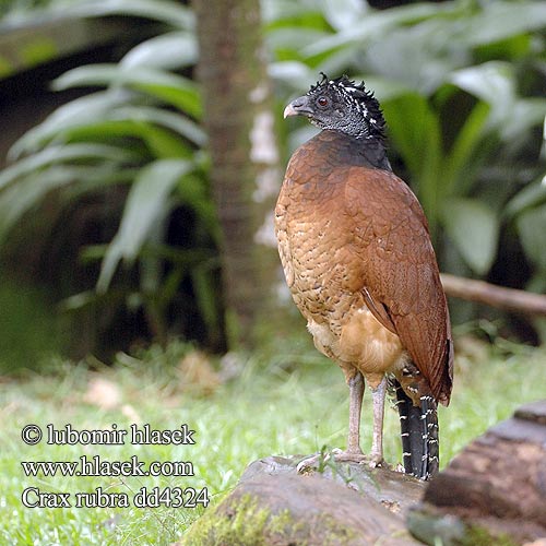 Central American Curassow Globose Great Mexican Hocofaisán Muitú Colorado Pajuíl Pavón Grande Norteño Hocofaisán Suurhoko Aarnihokko Grand Hocco Crace globicero Hocco maggiore オオホウカンチョウ Bruine Hokko Storhokko Czubacz zmienny zmieny żółtodzioby Большой гокко кракс Hoko hrčkatozobý Crax rubra Hoko černý proměnlivý Stor Hokko Knopfschnabel Tuberkelhokko