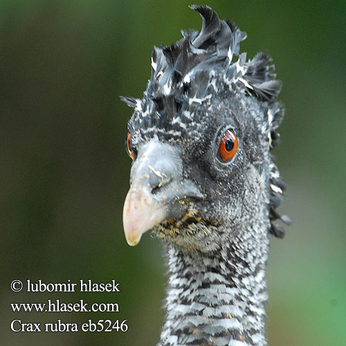 Crax rubra eb5246