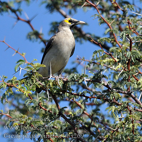 Creatophora cinerea carunculata cineracea Wattled Starling