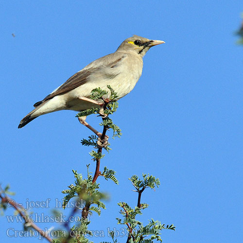 Creatophora cinerea bb3807