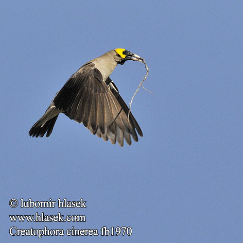 Wattled Starling Špaček laločnatý africký Lappenstar