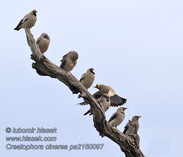 Creatophora cinerea carunculata cineracea Wattled Starling Špaček laločnatý africký