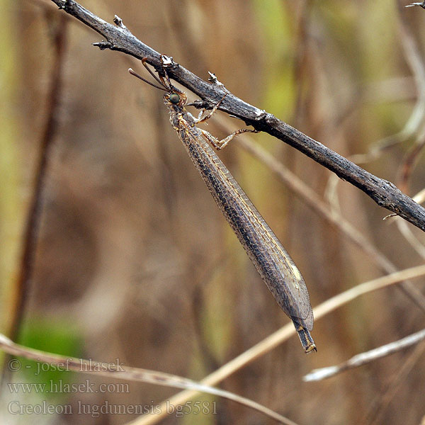 Creoleon lugdunensis Myrmeleon