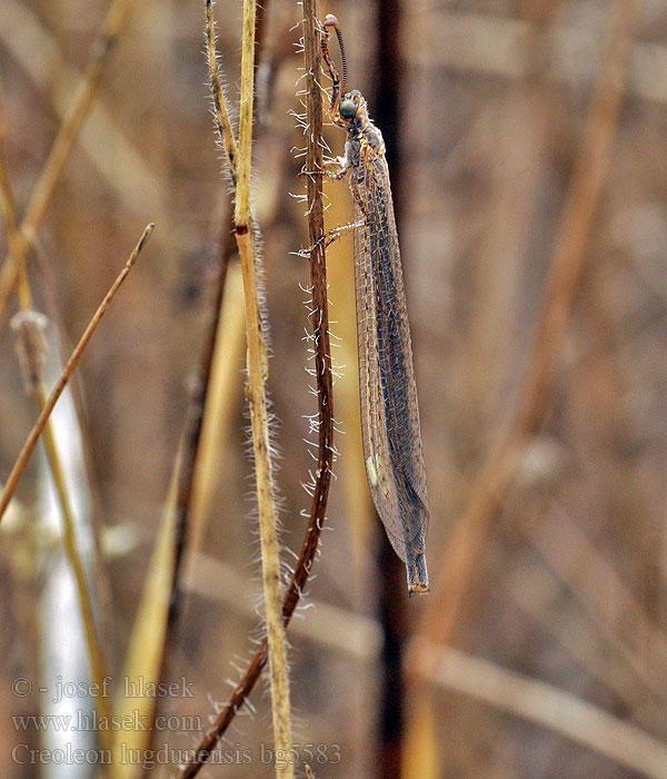 Creoleon lugdunensis Myrmeleon