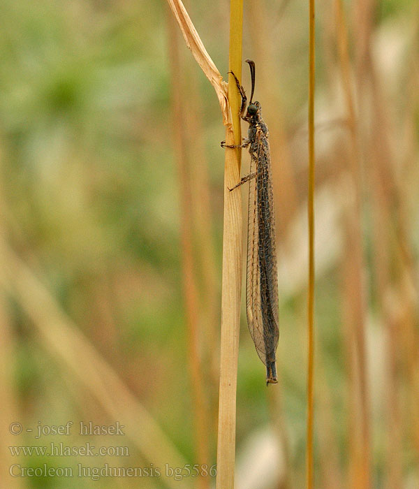 Creoleon Myrmeleon lugdunensis