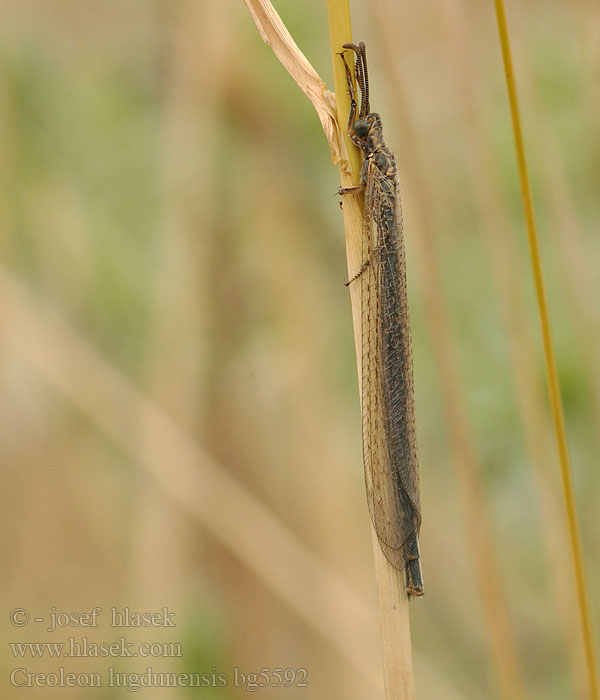 Creoleon Myrmeleon lugdunensis