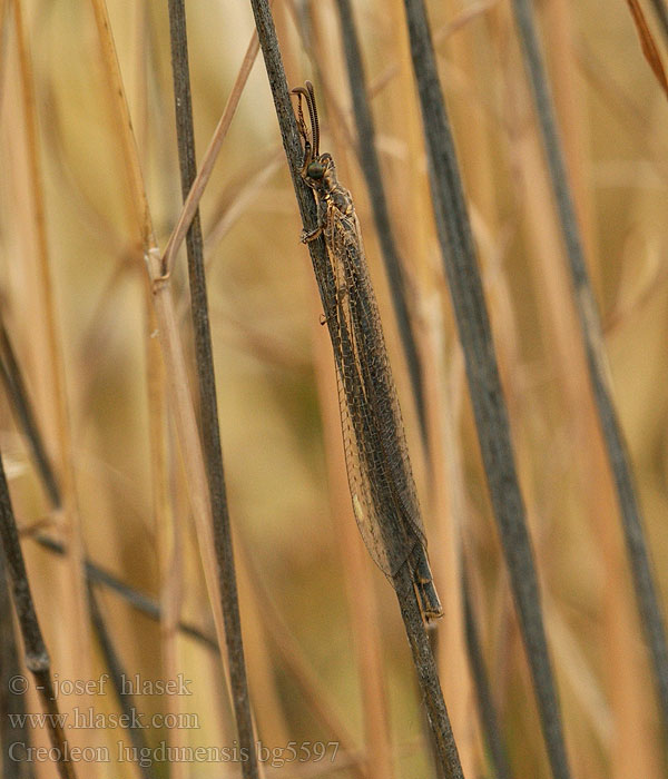 Myrmeleon lugdunensis Creoleon