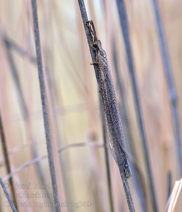 Myrmeleon lugdunensis Creoleon