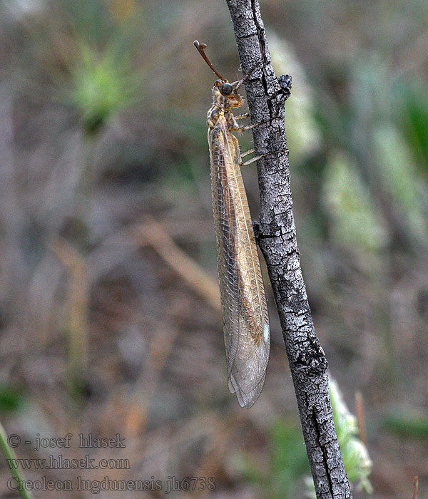 Creoleon lugdunensis