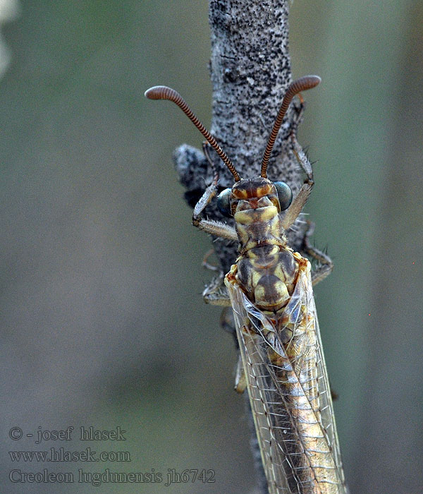 Creoleon lugdunensis