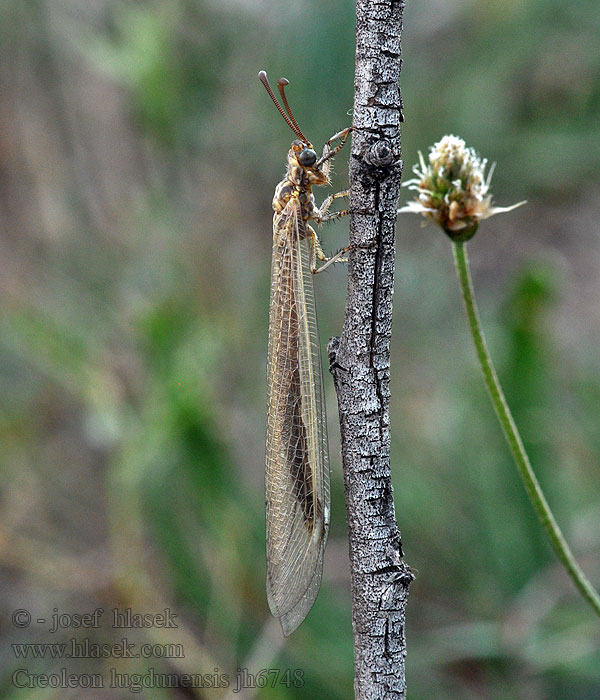 Creoleon lugdunensis Myrmeleon