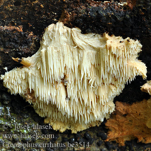 Creolophus cirrhatus Hericium cirrhatum Hydnum Ježatec různozubý Tiered Tooth Tupasorakas Créolophe ondulé Gelobde pruikzwam フサハリタケ Tüskés sörénygomba Dorniger Stachelseitling Børstepiggsopp Kolczatek strzępiasty Креолофус усиковый Ježovec trúdnikovitý Rumeneči bradač Gyttrad taggsvamp Børstepigsvamp