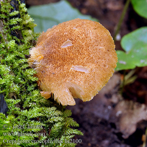 Crepidotus crocophyllus Trepkovitka šafránová Pahliva šafranová Crépidote lames orangées Orange crep Sárgalemezű kacskagomba Safranblättriges Stummelfüßchen Ciżmówka szafranowa Крепидот шафрановопластинчатый