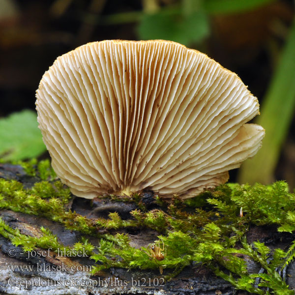 Crepidotus crocophyllus bi2102