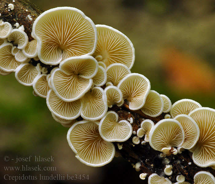 Crepidotus lundellii be3454