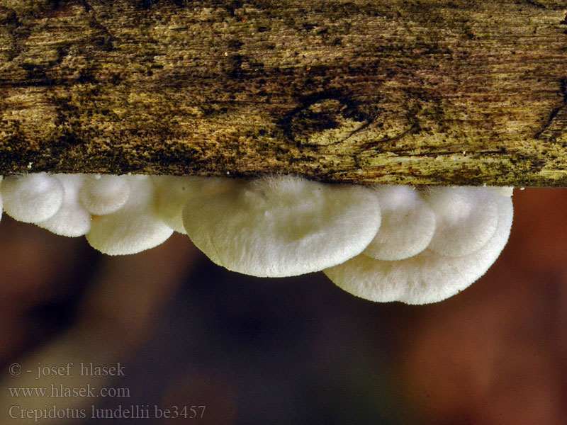 Crepidotus lundellii be3457