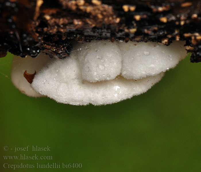 Crepidotus lundellii bi6400