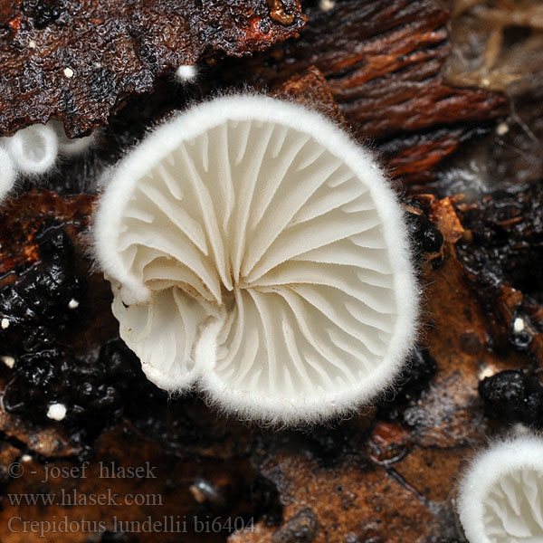 Crepidotus lundellii Pahliva Lundellova Lundells Muslingesvamp